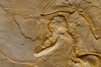 découvrez l'évolution à travers les âges : de l'apparition des premières formes de vie aux avancées majeures de l'humanité. un voyage fascinant dans l'histoire et les mécanismes du changement.