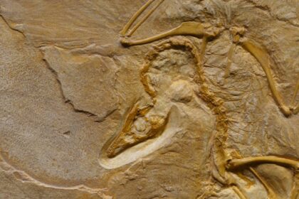 découvrez l'évolution à travers les âges : de l'apparition des premières formes de vie aux avancées majeures de l'humanité. un voyage fascinant dans l'histoire et les mécanismes du changement.