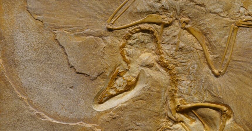découvrez l'évolution à travers les âges : de l'apparition des premières formes de vie aux avancées majeures de l'humanité. un voyage fascinant dans l'histoire et les mécanismes du changement.