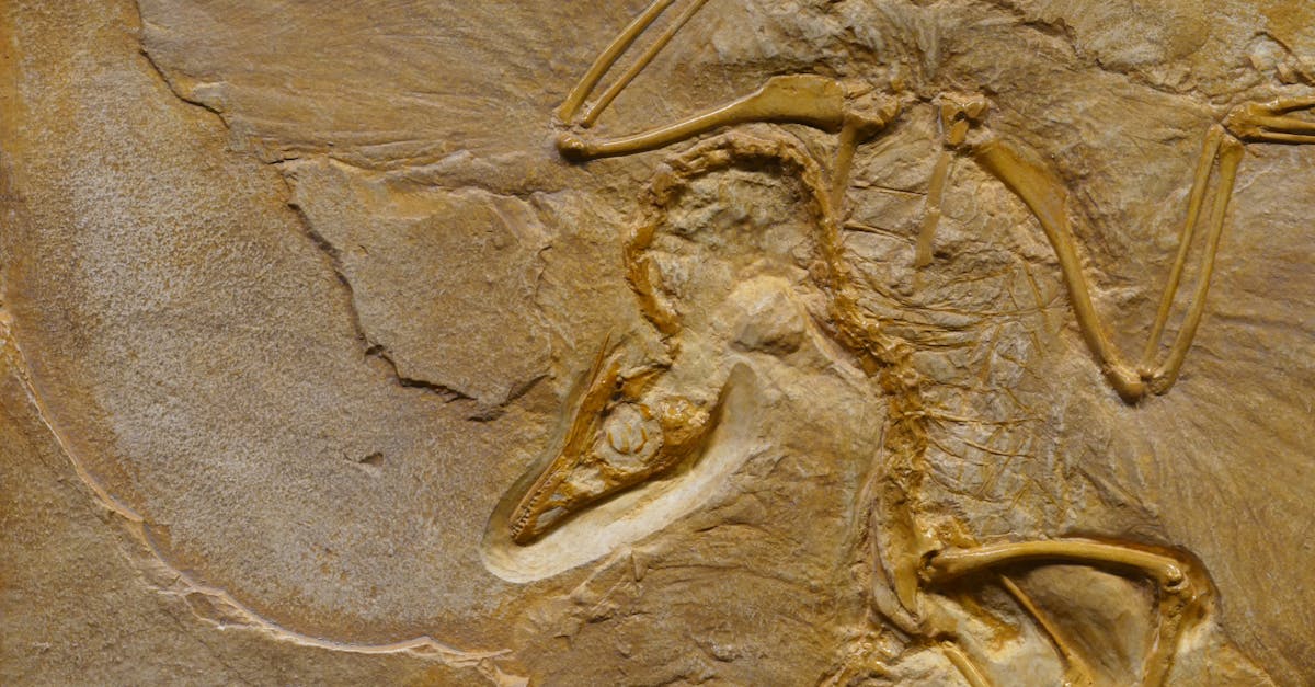 découvrez l'évolution à travers les âges : de l'apparition des premières formes de vie aux avancées majeures de l'humanité. un voyage fascinant dans l'histoire et les mécanismes du changement.