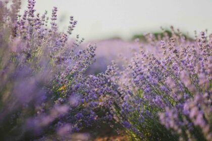 découvrez notre sélection de fragrances uniques, alliant élégance et raffinement. trouvez le parfum idéal pour sublimer votre personnalité et laissez-vous séduire par des senteurs inoubliables.