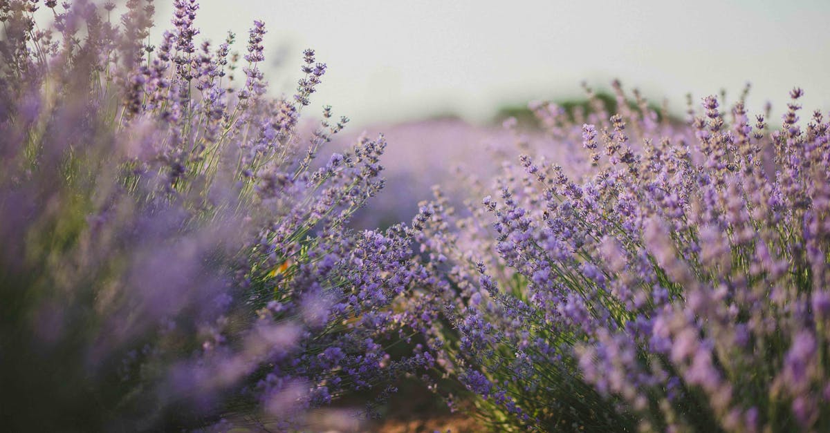 découvrez notre sélection de fragrances uniques, alliant élégance et raffinement. trouvez le parfum idéal pour sublimer votre personnalité et laissez-vous séduire par des senteurs inoubliables.