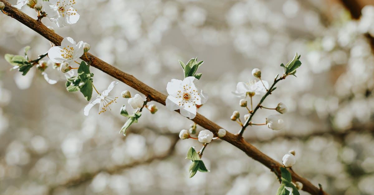 découvrez un univers de fragrances raffinées : des parfums uniques, des senteurs envoûtantes et des conseils pour choisir la fragrance idéale qui sublime votre personnalité.