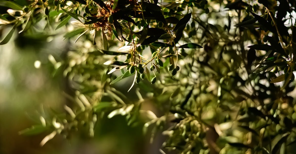 découvrez l'huile d'olive, un ingrédient naturel aux multiples bienfaits pour la cuisine et la santé. apprenez tout sur ses utilisations, ses variétés et ses atouts nutritionnels.