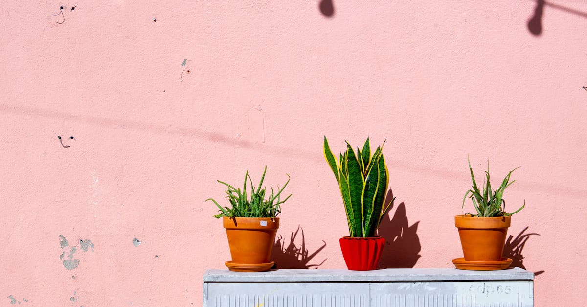 découvrez tout sur la couleur terracotta : inspirations déco, conseils d’utilisation, associations tendances et idées pour sublimer votre intérieur avec cette teinte chaleureuse et naturelle.