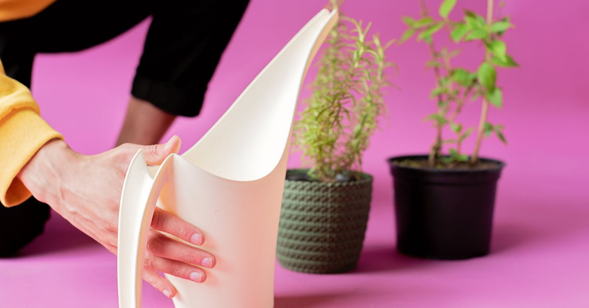 découvrez nos conseils essentiels pour prendre soin de votre basilic : arrosage, exposition, taille et prévention des maladies pour une plante aromatique saine et parfumée.