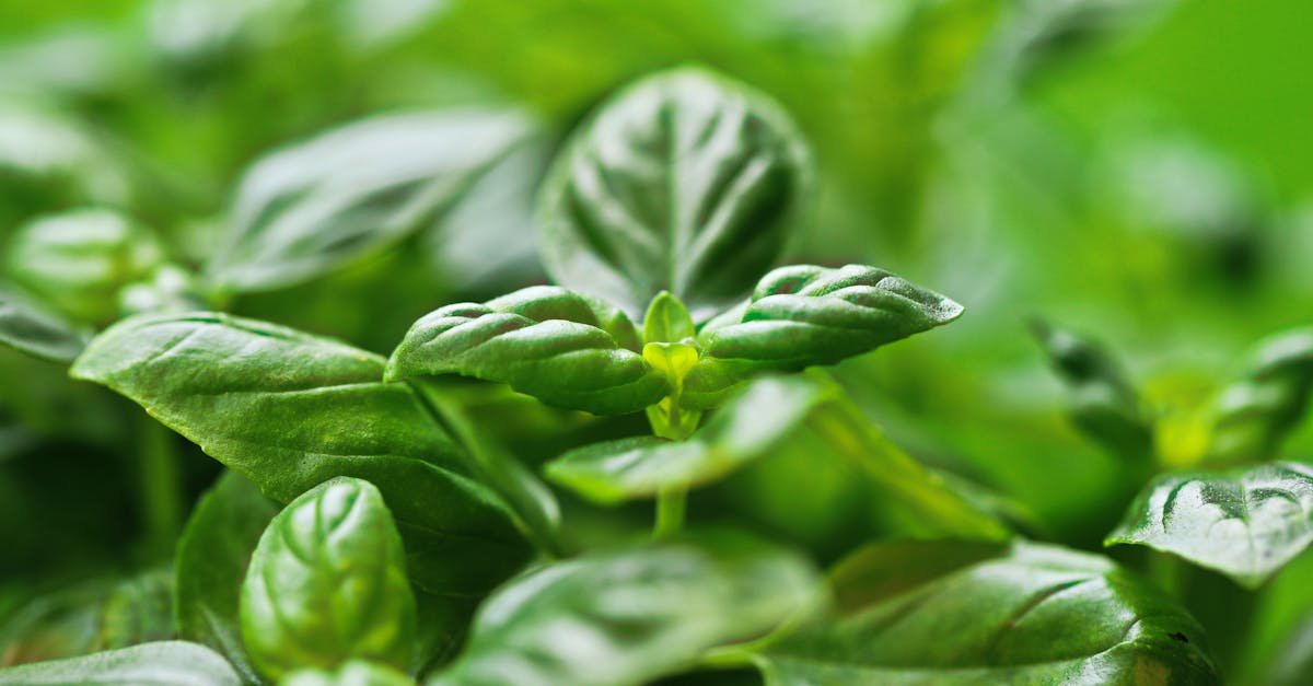 découvrez nos conseils essentiels pour prendre soin du basilic : arrosage, exposition, taille et astuces pour une plante saine et parfumée.