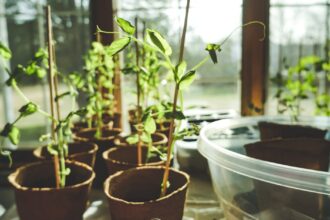 découvrez comment prendre soin de votre basilic avec nos conseils simples pour un plant sain et aromatique toute l'année.