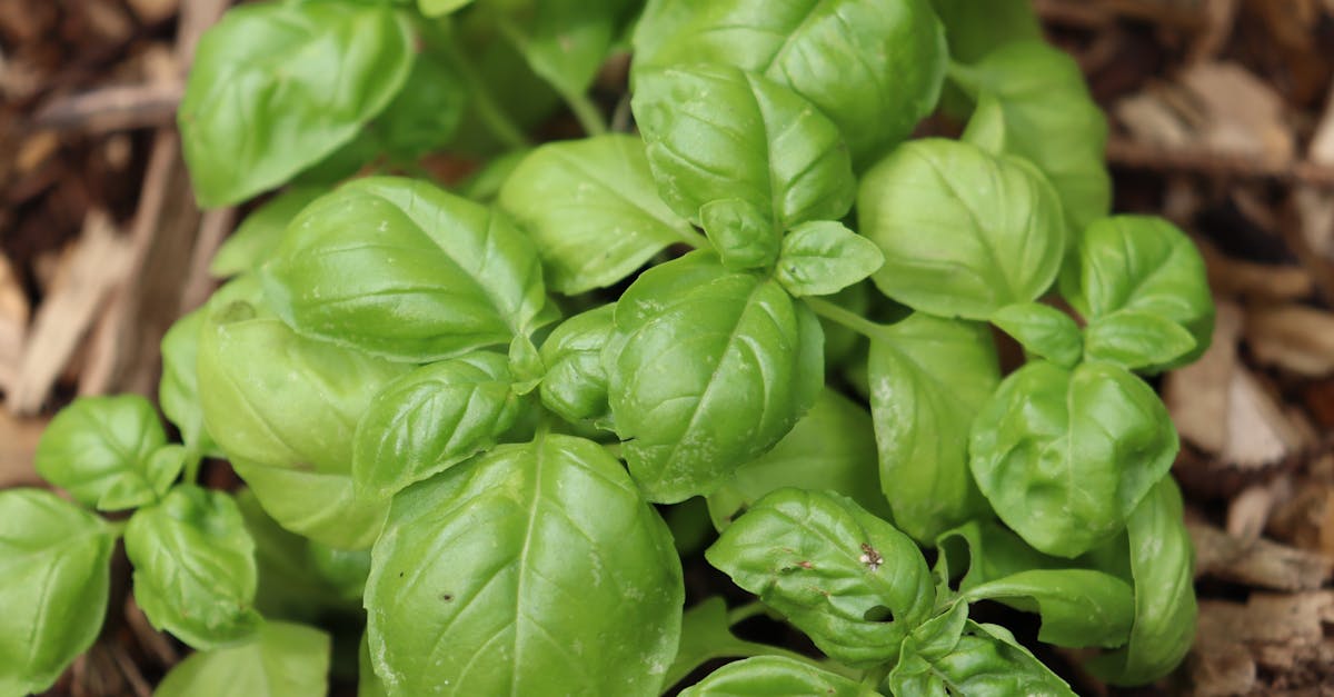 découvrez nos conseils pratiques pour entretenir votre basilic : arrosage, lumière, taille et prévention des maladies pour une plante aromatique saine et parfumée.