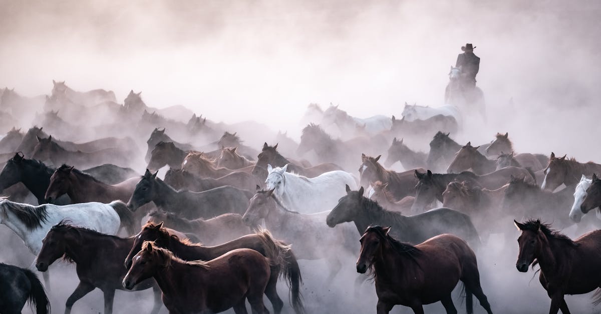 découvrez l'expérience authentique des bains turcs, un lieu de détente et de bien-être mêlant tradition, vapeur chaude et massages revitalisants.