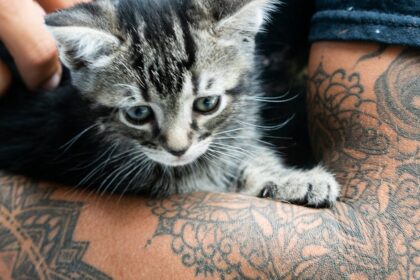 découvrez des idées créatives et originales de tatouages de chats, alliant élégance et symbolisme pour les amoureux des félins.