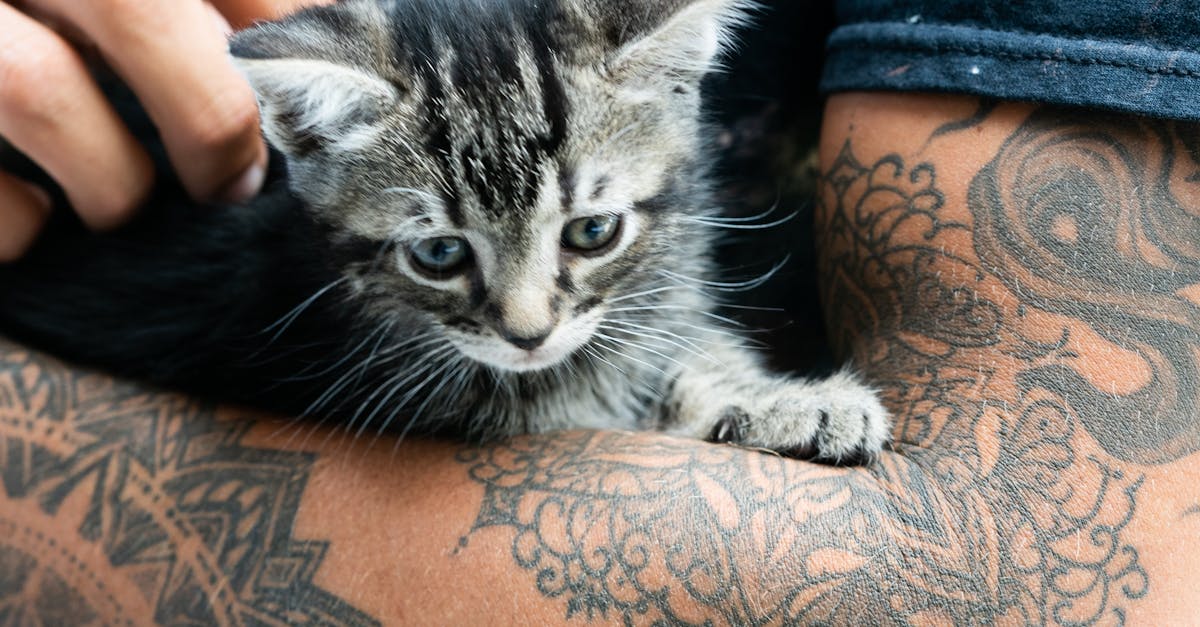 découvrez des idées créatives et originales de tatouages de chats, alliant élégance et symbolisme pour les amoureux des félins.