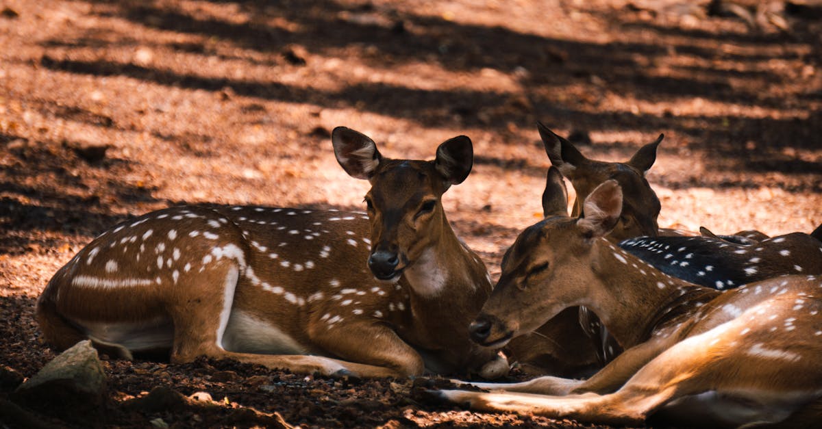 découvrez des idées uniques de tatouages de cerfs, symboles de force et de grâce, pour un design élégant et naturel à porter sur votre peau.