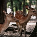 découvrez des idées uniques de tatouages de cerf, symboles de nature, force et élégance, pour un design inspirant et intemporel.