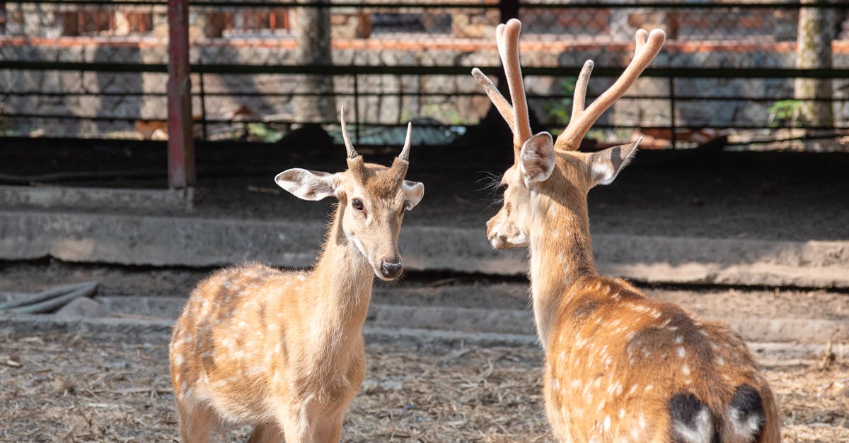 découvrez des idées de tatouages de cerfs alliant élégance et symbolisme, parfaits pour exprimer votre connexion avec la nature et la grâce.