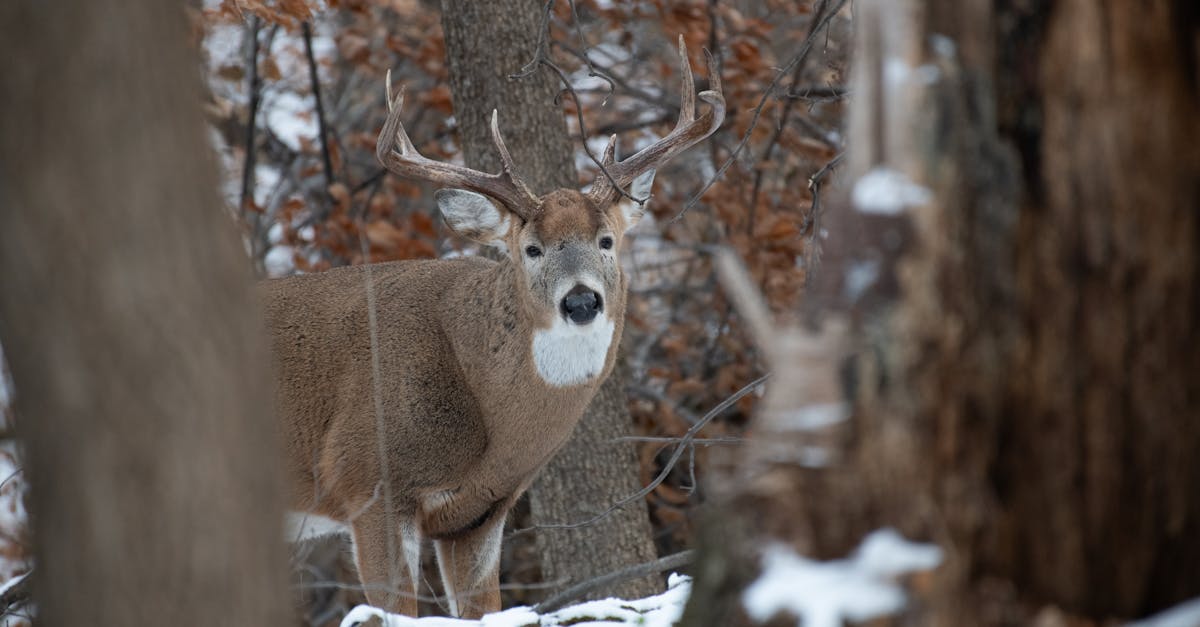 découvrez des idées inspirantes de tatouages de cerf, symboles de force et de grâce, pour un design unique et significatif.