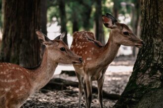 découvrez des idées uniques de tatouages de cerf, symboles de nature, force et élégance, pour un design inspirant et intemporel.