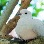 découvrez dove, la marque de soins de la peau et des cheveux reconnue pour ses produits doux et hydratants qui respectent votre peau au quotidien.