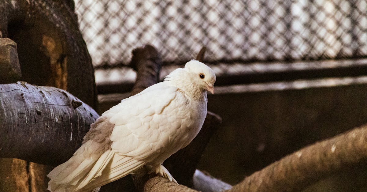 découvrez dove, la marque incontournable pour des soins doux et efficaces qui chouchoutent votre peau et vos cheveux au quotidien.