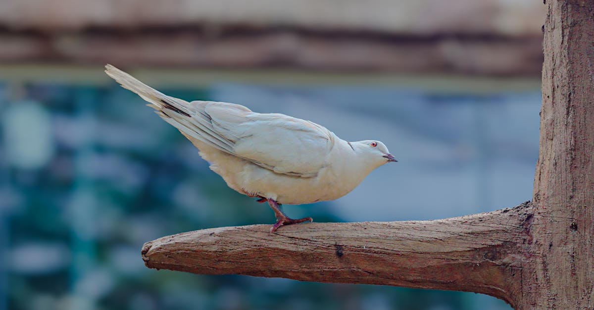 découvrez dove, la marque de soins personnels reconnue pour ses produits doux et nourrissants qui respectent la peau et subliment la beauté naturelle.