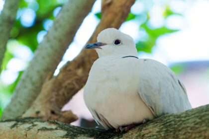 découvrez dove, la marque de soins de la peau et des cheveux reconnue pour ses produits doux et hydratants qui respectent votre peau au quotidien.