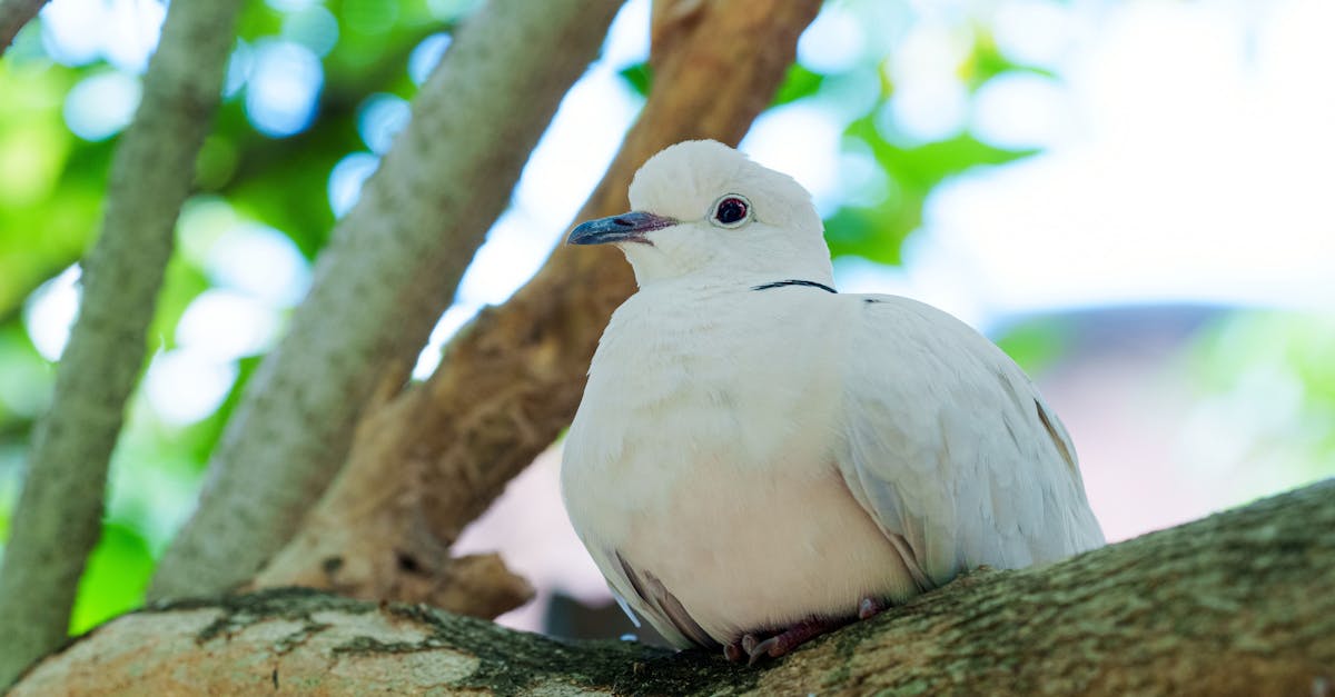 découvrez dove, la marque de soins de la peau et des cheveux reconnue pour ses produits doux et hydratants qui respectent votre peau au quotidien.