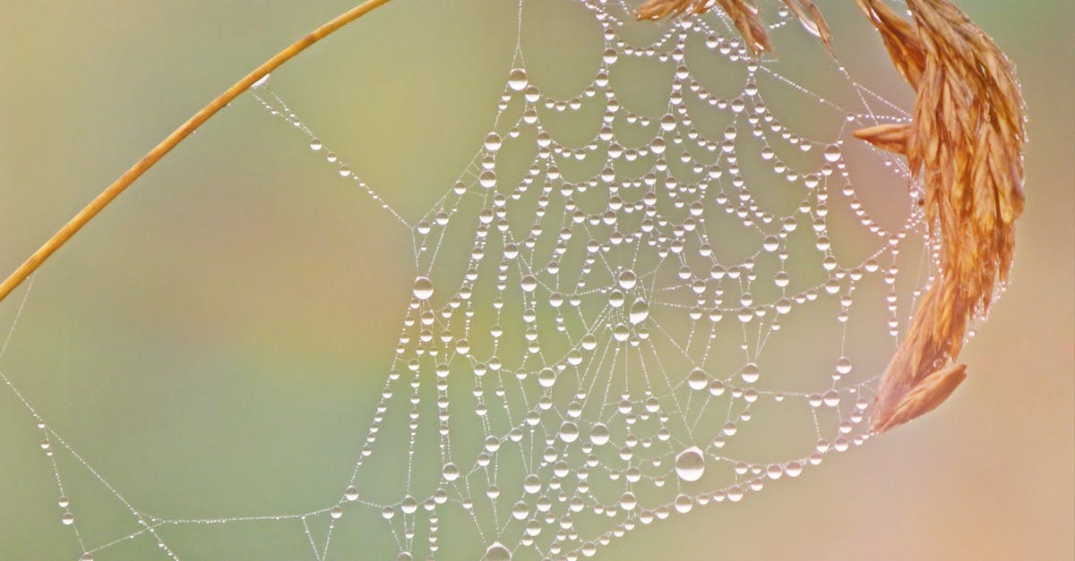 découvrez l'univers mystique du dreamcatcher, symbole de protection et de rêves apaisants, alliant tradition amérindienne et décoration moderne.