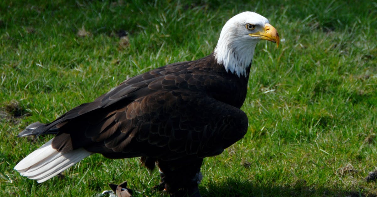 découvrez la signification du tatouage d'aigle, un symbole puissant de liberté, de courage et de vision.