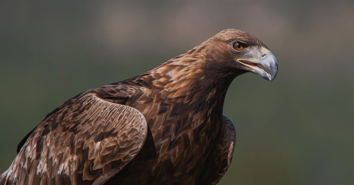 découvrez la signification du tatouage aigle, un symbole puissant de liberté, de courage et de vision.
