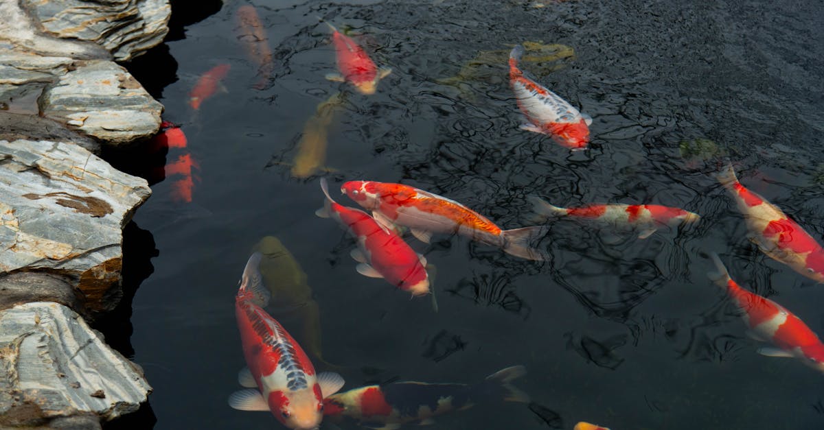 découvrez la signification et la beauté du tatouage de poisson koi, symbole de force, persévérance et chance dans l'art corporel.