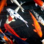 découvrez la signification et la beauté des tatouages de poisson koi, symboles de courage, persévérance et réussite dans la culture japonaise.