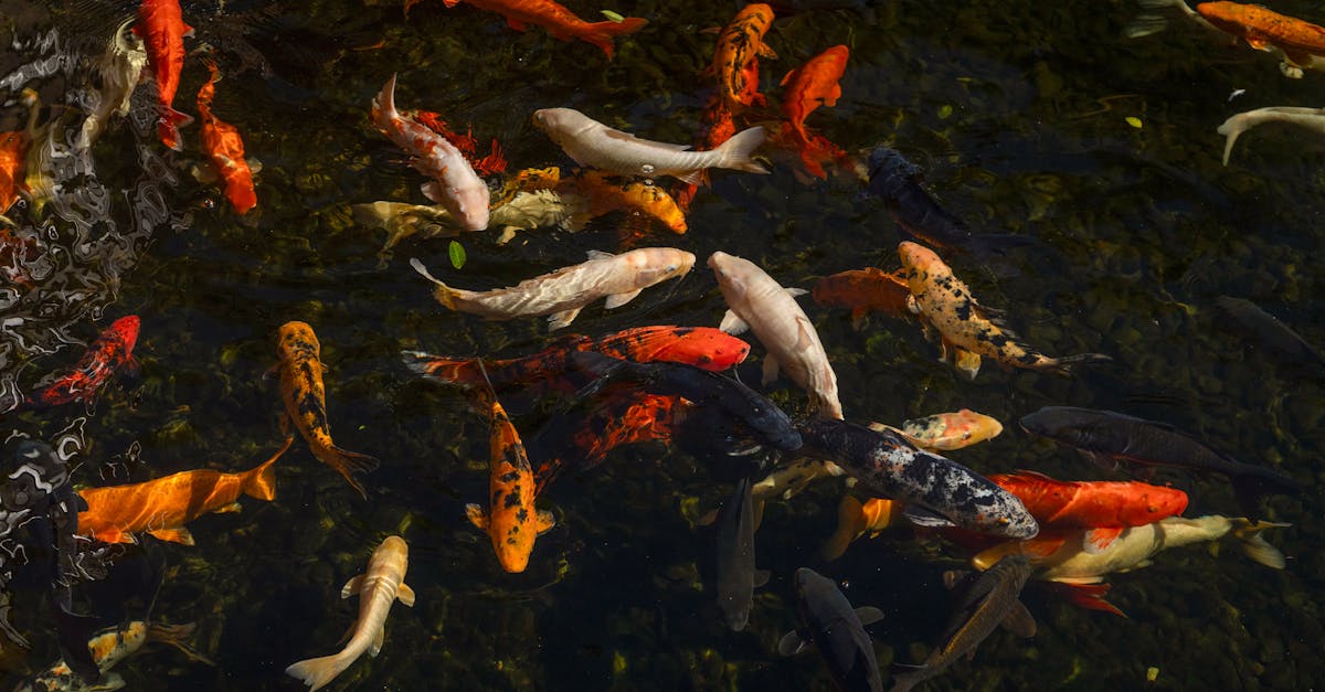 découvrez la signification et les styles du tatouage de carpe koi, un symbole de force, de courage et de persévérance dans l'art corporel.