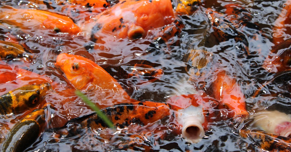 découvrez la signification et les styles uniques du tatouage de carpe koi, un symbole de courage, de persévérance et de transformation dans l'art corporel.