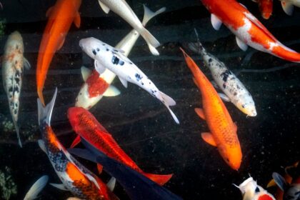 découvrez la signification et la beauté des tatouages de poisson koi, symboles de courage, persévérance et réussite dans la culture japonaise.