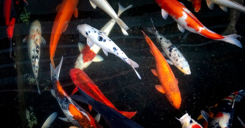 découvrez la signification et la beauté des tatouages de poisson koi, symboles de courage, persévérance et réussite dans la culture japonaise.