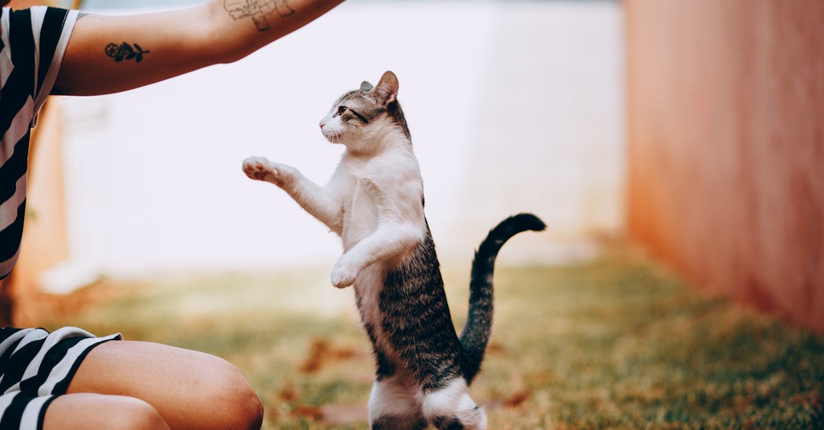 découvrez des tatouages de chat minimalistes, élégants et subtils, parfaits pour les amateurs de designs épurés et modernes.