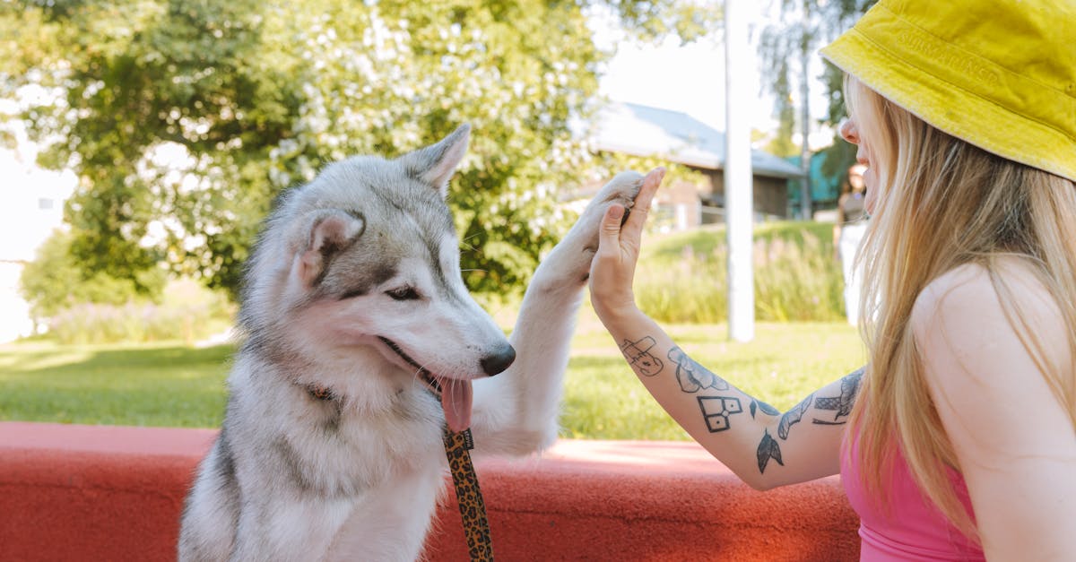 découvrez des tatouages minimalistes pour chiens, alliant simplicité et élégance, parfaits pour exprimer votre amour pour votre compagnon à quatre pattes avec style.