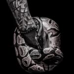découvrez les significations symboliques puissantes des tatouages de serpent, représentant la transformation, la sagesse et la protection.