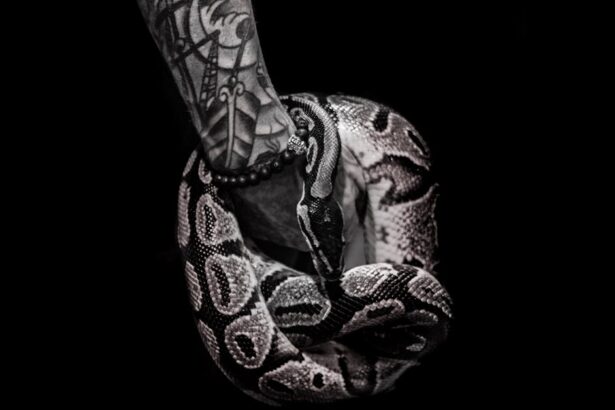 découvrez les significations symboliques puissantes des tatouages de serpent, représentant la transformation, la sagesse et la protection.