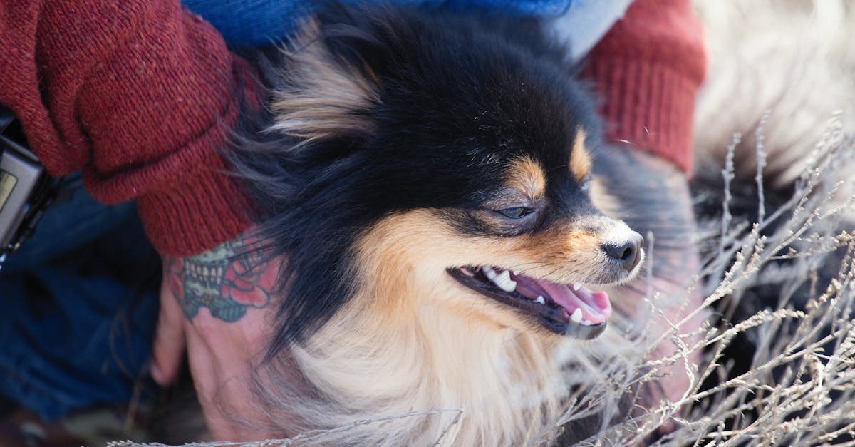 améliorez votre tatouage avec un design unique mettant en scène votre chien, pour un style personnalisé et significatif.