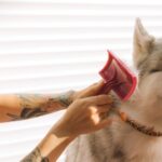 améliorez votre tatouage avec un motif de chien personnalisé, alliant art et passion canine pour un résultat unique et émouvant.