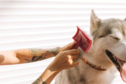 améliorez votre tatouage avec un motif de chien personnalisé, alliant art et passion canine pour un résultat unique et émouvant.