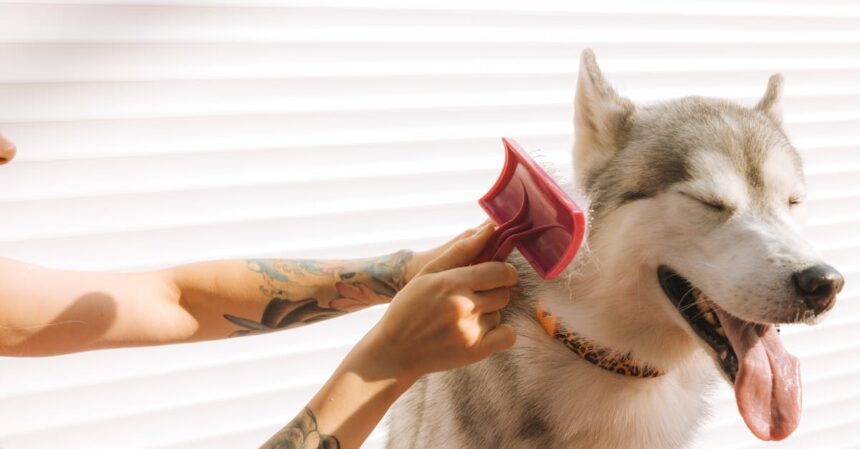 améliorez votre tatouage avec un motif de chien personnalisé, alliant art et passion canine pour un résultat unique et émouvant.