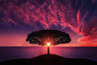 découvrez la symbolique du tree of life, un arbre chargé de sens représentant la connexion entre tous les êtres vivants, la croissance et la sagesse éternelle.